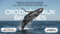 Croisière aux baleines